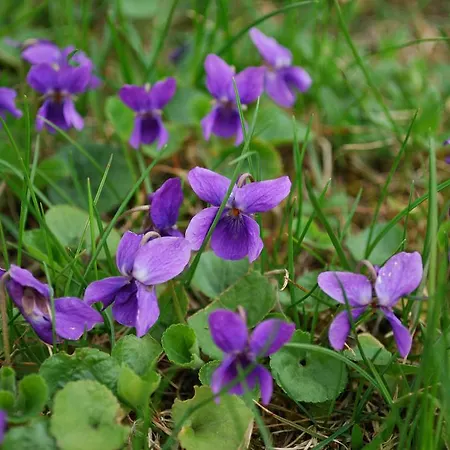Hébergement de vacances Ferienhaus Sonnenhorst *