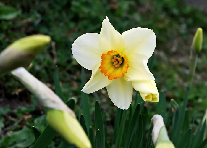 度假居 费瑞豪斯索嫰豪斯特度假屋 *