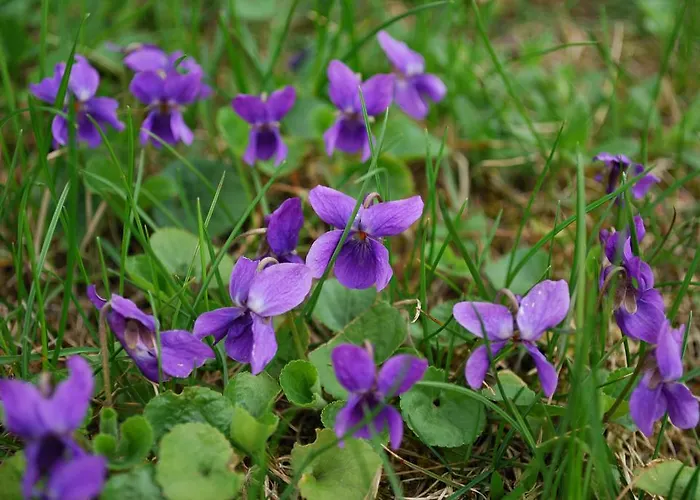 度假居 费瑞豪斯索嫰豪斯特度假屋 *